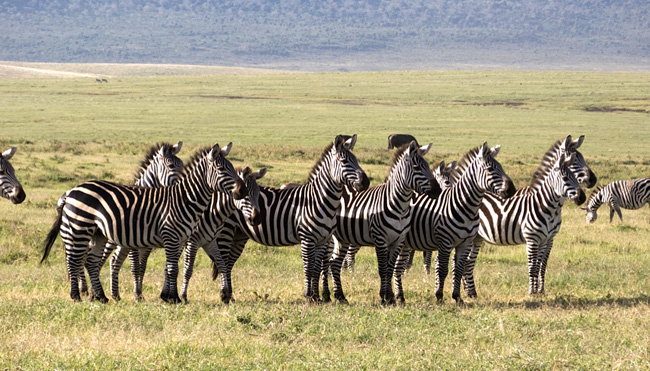 You Can't Ride A Zebra, But You Can Become More Creative