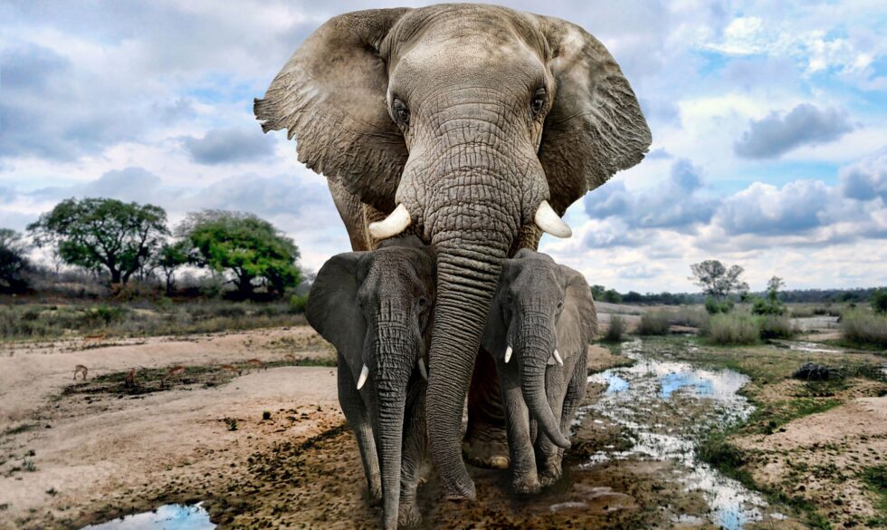 If Animals Governed South Africa?